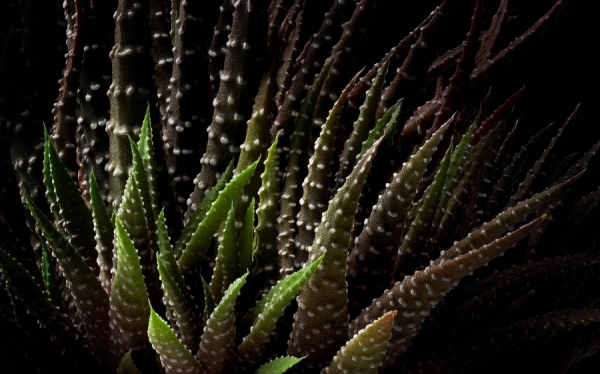 Photograph Mark Wiens Cactus on One Eyeland